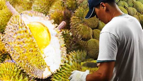 Assalamualaikum wr wb, semangat pagi. Singaporeans hope for cheaper durians with bumper harvest ...