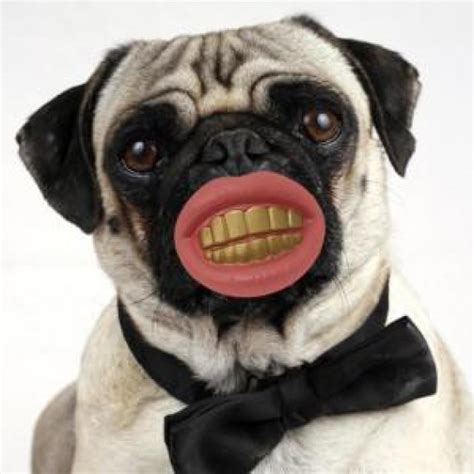 « cette personne n'a aucun lien de parenté avec moi, je tiens à le préciser! Le sourire dent en or pour chien