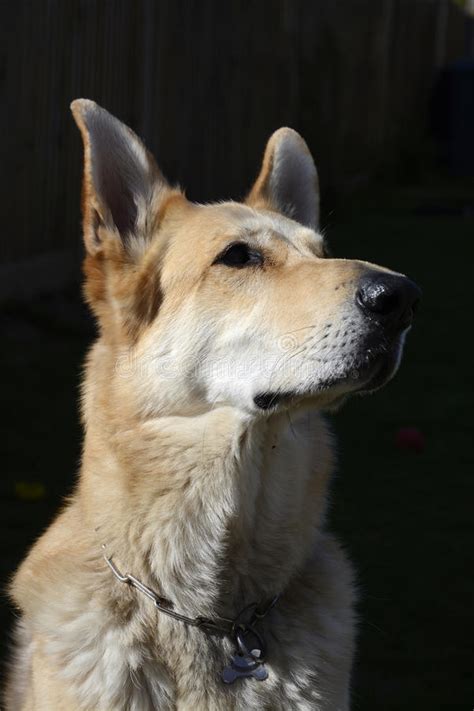 If you do not have experience working with dogs, enroll in obedience classes and. Blonde German Shepherd Dog stock image. Image of nose - 41239327