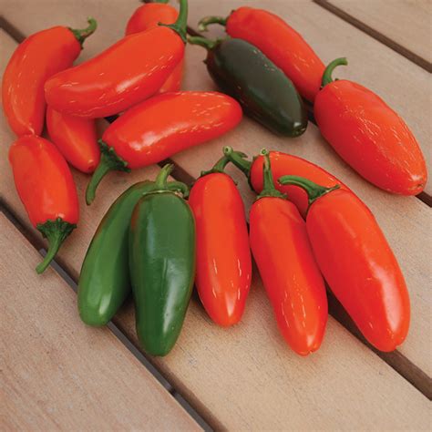 Orange Spice Jalapeno Pepper New Items Totally Tomatoes