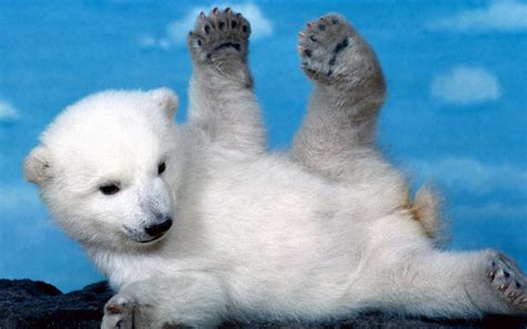 White Cubs Skyscapes Polar Bears Furry Baby Animals Wallpapers