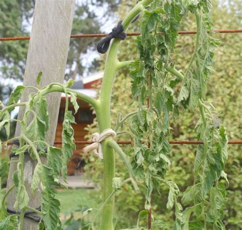Help My Tomato Has Wilted 2