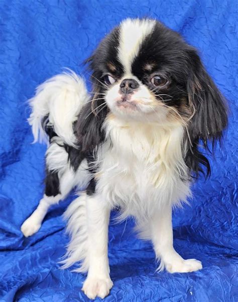 Dog For Adoption Archie Galbo A Japanese Chin And Poodle Mix In Cuba
