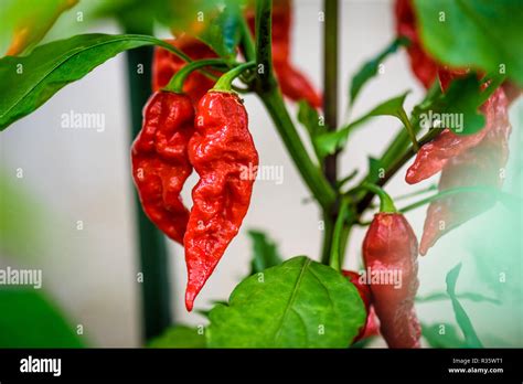 Red Hot Chilli Ghost Pepper Bhut Jolokia On A Plant Capsicum Chinense Peppers On A Green Plant