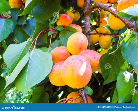Ripe Apricots On A Fruit Tree Nature Background Stock Image Image Of
