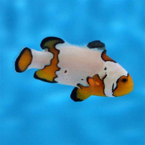 Premium Snowflake Clownfish Amphiprion Ocellaris Captive Bred Ora