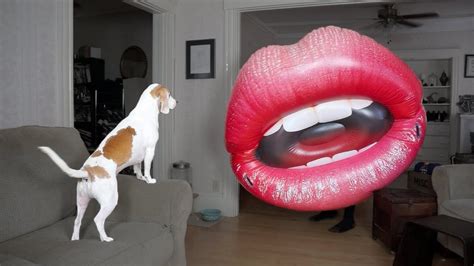 Dog Vs Big Lips Funny Dog Maymo Youtube