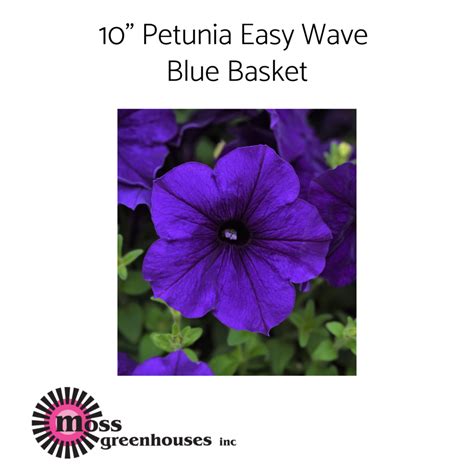 10 Petunia Basket Easy Wave Pink Passion Moss Greenhouses