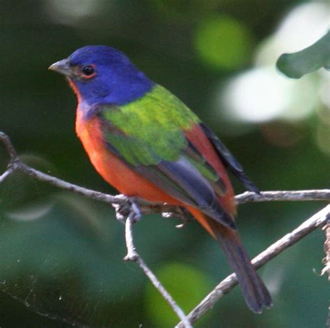 Download painted bunting images and photos. Painted Bunting (Passerina ciris) - North American Birds ...