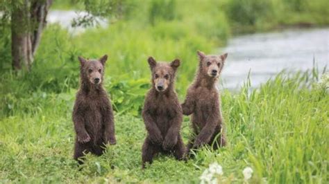 Photographer Captures Adorable Baby Bears Dancing In Forest Kost