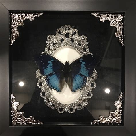 Beautiful Blue Butterfly Taxidermy Display