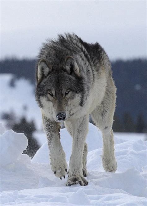 17 Best Images About Wolf On Pinterest Wolf Love Wolves