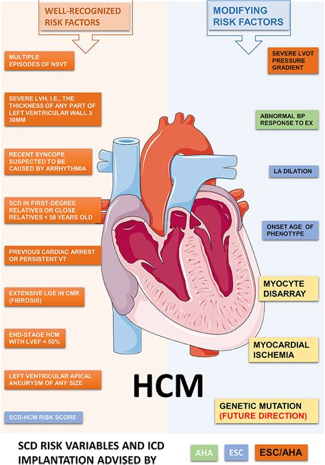 frontiers ventricular arrhythmia and sudden cardiac death in hypertrophic cardiomyopathy from