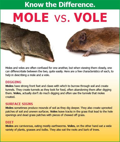 Voles And Moles Garden Pests Rodent Removal Garden Animals