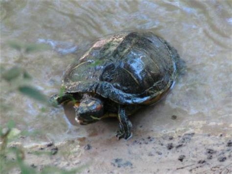 Red Eared Slider The Exotic Pet Hubpages