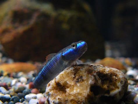 Stiphodon Atropurpureus Blue Neon Goby Microsicydium Atropurpureum