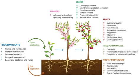 Agronomy Free Full Text Biostimulants To Improved Tree Physiology