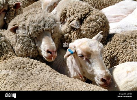 Sheep Shearing Done Merino Breed Pictured In Caledon Western Cape South