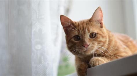 Animal, cat, cute cat, kitten. Cat HD Wallpapers 1080p (64+ images)
