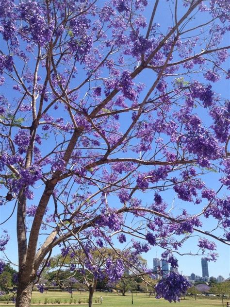 Seeinglooking Purple Flowering Tree Brisbane