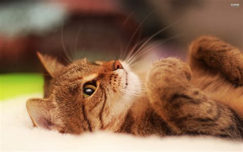 Wallpaper Animals Nose Whiskers Pet Feline Kitten Fauna