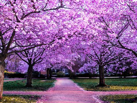 Cherry Blossom Trees Wallpaper 4k Purple Flowers Pathway Park