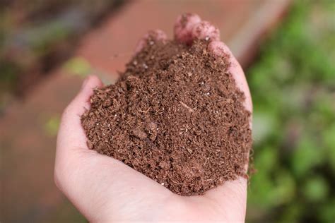 There are approximately 132 species, most of which are native to asia, with a number also appearing in europe, northern africa, and north america. How to Care for a Dwarf Japanese Maple Tree | Dwarf ...