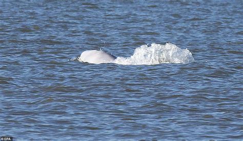 Benny The Beluga Whale Watchers Out In Force To See Arctic Giant Big World News