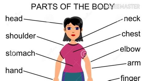 Parts Of The Body English Partes Del Cuerpo En Inglés Y Castellano