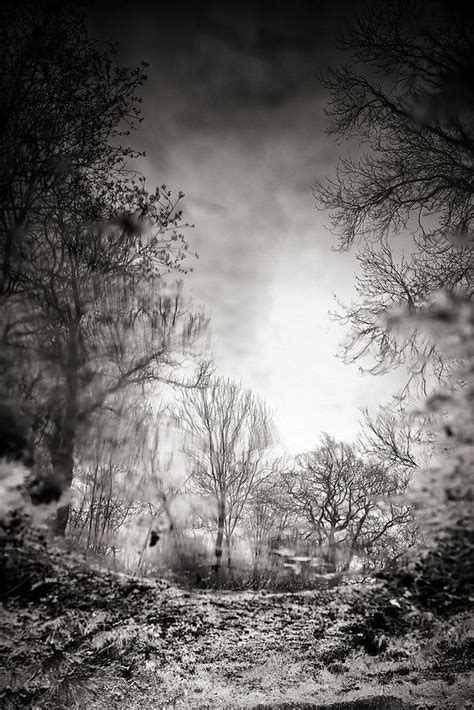 The Creeping Woods Black And White Landscape Landscape