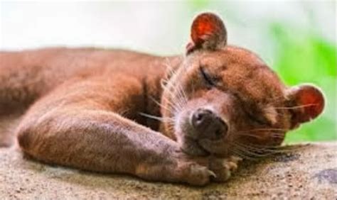 Allis Alley Wildlife Wednesday The Fossa