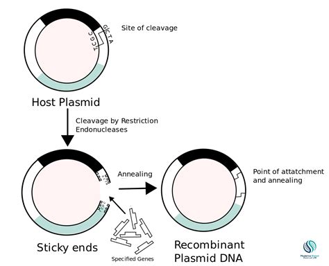 What Are The Steps Of Recombinant Dna Technology