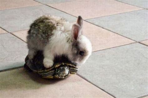 Bunny On A Turtle