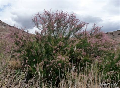 Then, they have to come up with the money. A Plant a Day: Saltcedar-Tamarix ramosissima