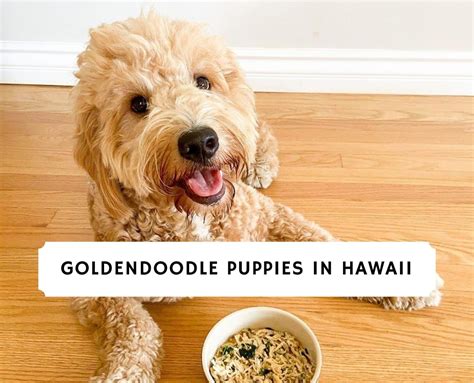 Goldendoodle Puppies In Hawaii Top 5 Breeders 2024 We Love Doodles