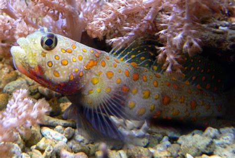 Orange Spotted Goby Amblyeleotris Guttata Saltwater Fish For Sale