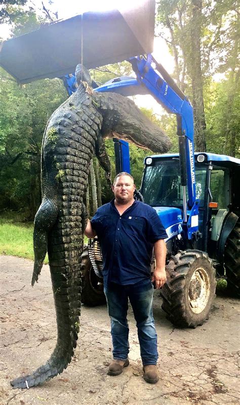 Photo Arkansas Policeman Subdues Alligator That Weighed 700 Pounds