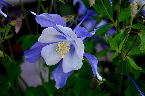 Blue Columbine Flower Photograph By Stephen Path