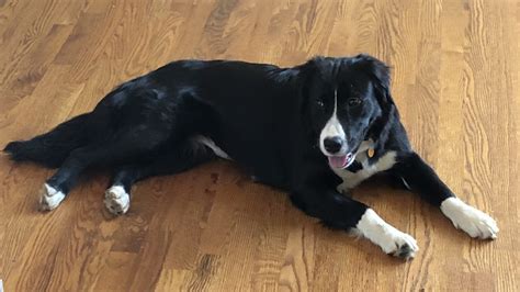 If you're considering adding an australian shepherd to your pack in the los angeles area, take our perfect puppy quiz to make sure aussies are a good fit for your lifestyle. Border Collie Australian Shepherd (Aussie) Mix Dog For ...