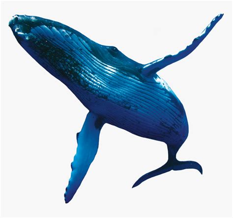Blue Whale Png Transparent Png Kindpng
