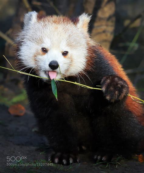 Photos Of Red Pandas Slacking Off That Are Really Cute 500px