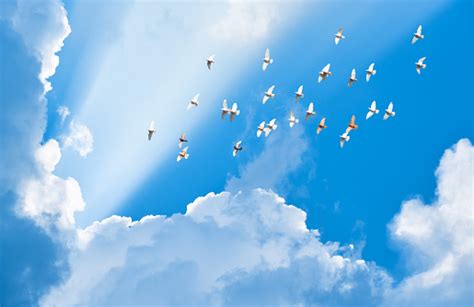 Flock Of Pigeons Flying In Blue Sky Among Clouds Stock Photo Download