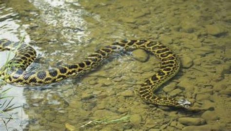 How Do Anacondas Care For Their Young Animals Momme