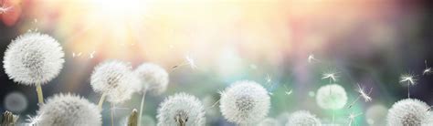 A peaceful mind does not run from one thought to another in a restless manner. Home - Peaceful Mind Peaceful Life