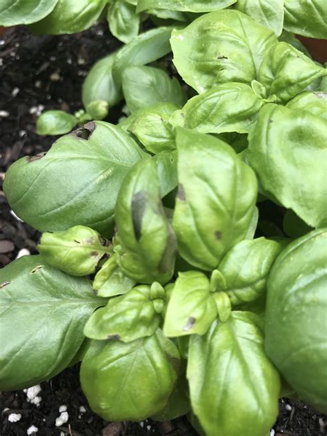 Can Anyone Help Identify Whats Wrong With My Basil Herbs