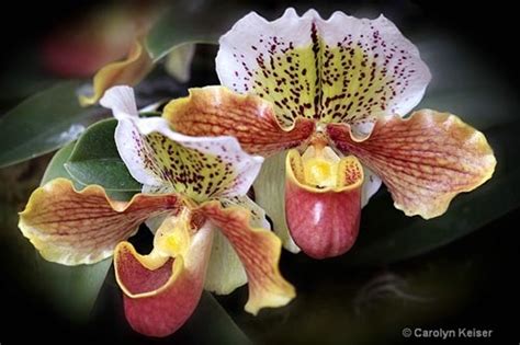 Image Detail For Rainforest Orchids Tropical Rainforest