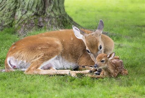 Deer And Fawn Rehabilitating Orphan And Injured Wildlife