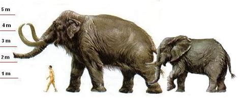 Songhua River Mammoth Mammuthus Sungari Wiki Image Only