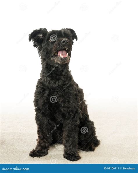 Portrait Of Black Yorkiepoo Mix Dog Stock Image Image Of Face Loyal