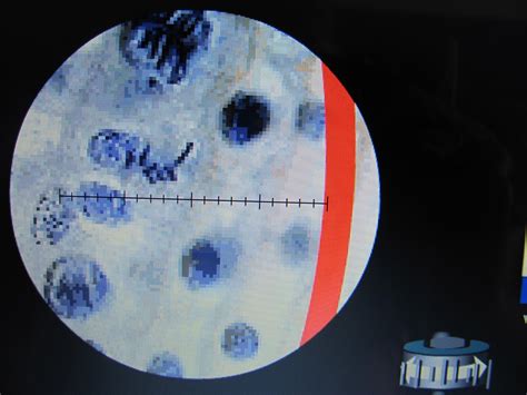 Eukaryotes cell are plant and animal cell and prokaryotic cells are eubacteria and archae bacteria. BIO 156, Fall 2015: Week 3. The Microscope, Cells, and ...